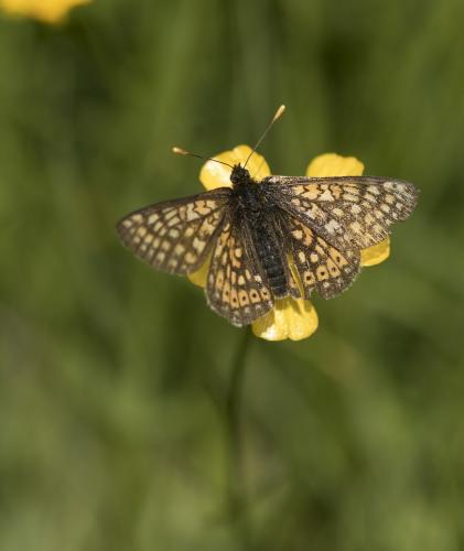 Réf. 190 825 : Euphydryas aurinia